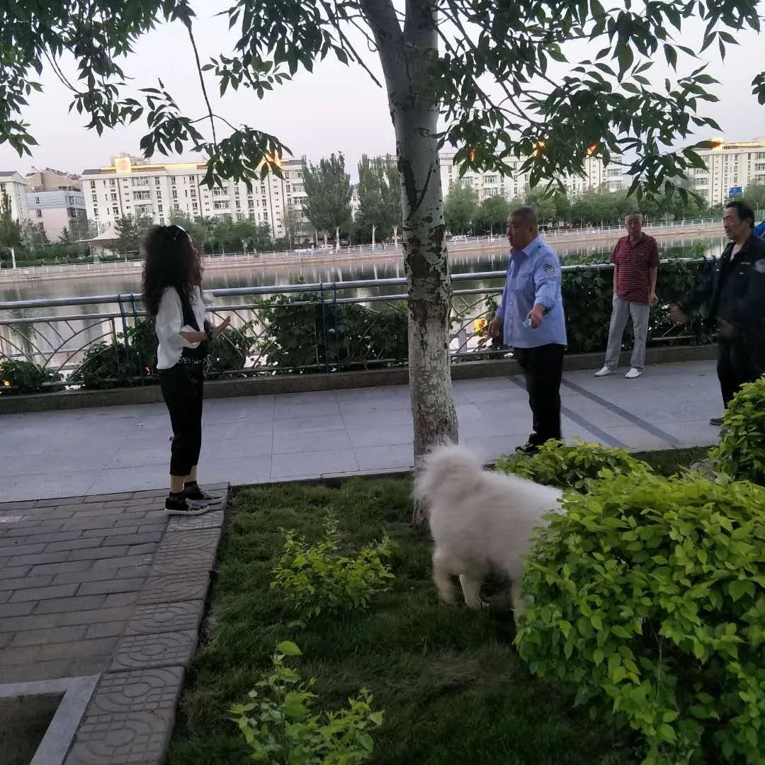 张家口桥西文明网
