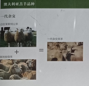 澳大利亚国家牲畜识别体系(NLIS)